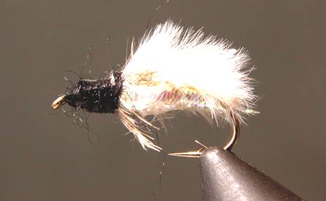 Caddis Pupa