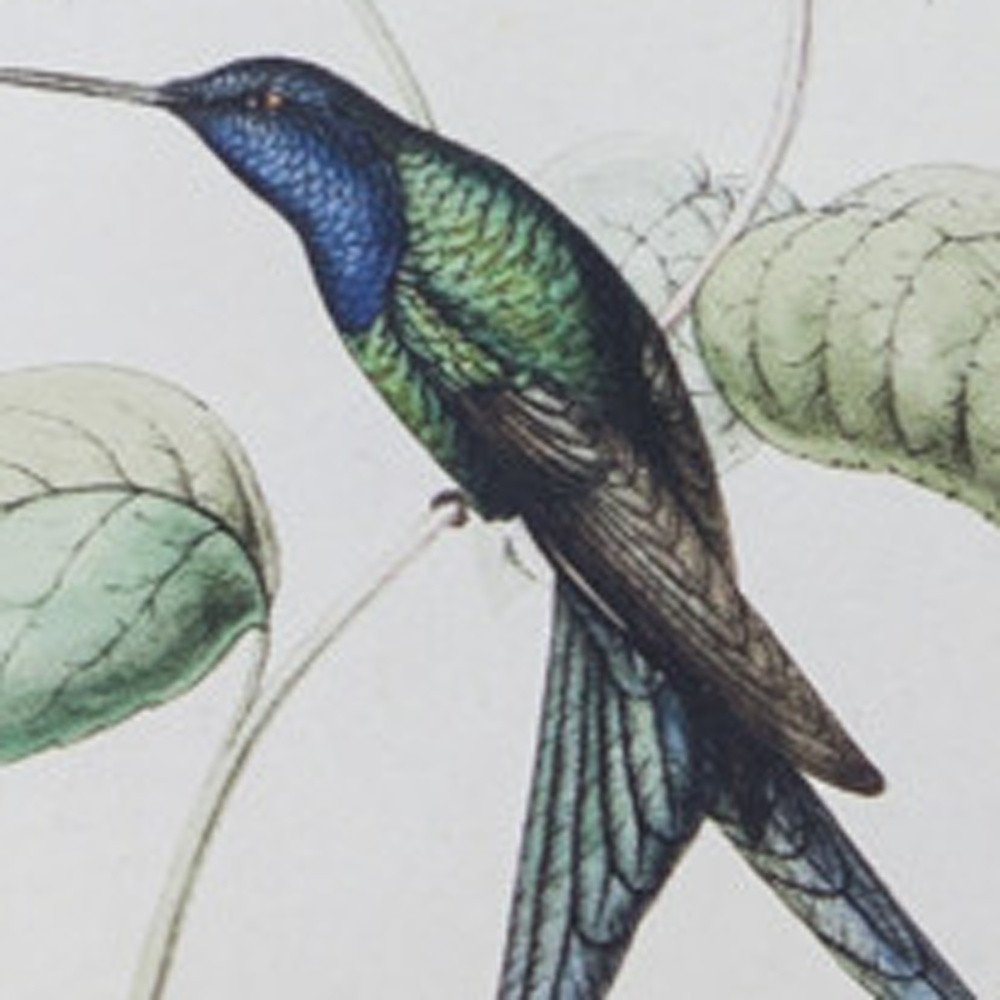 Set of Four White Hummingbird Art