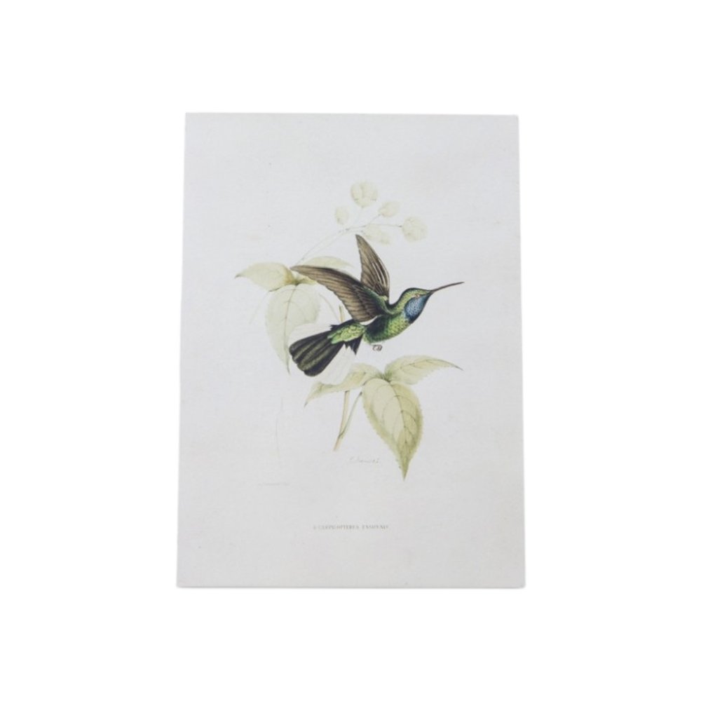 Set of Four White Hummingbird Art