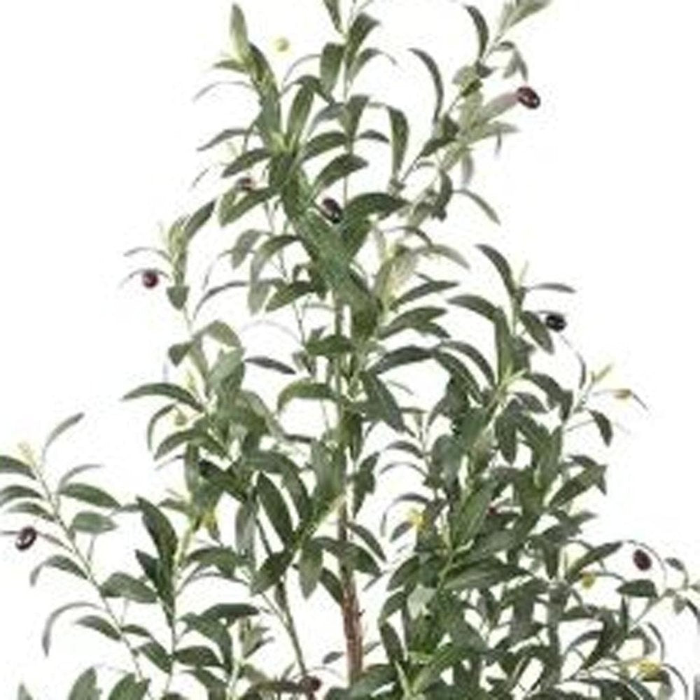 7" Green Artificial Olive In Cylindrical White Cement Pot