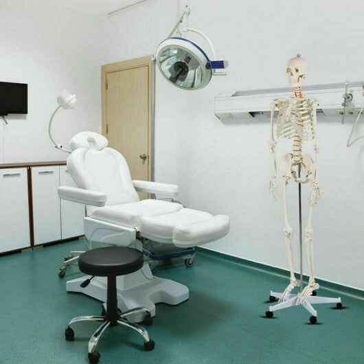 Life Size Human Skeleton Model for Anatomy Anatomical Skeleton with Nerves System