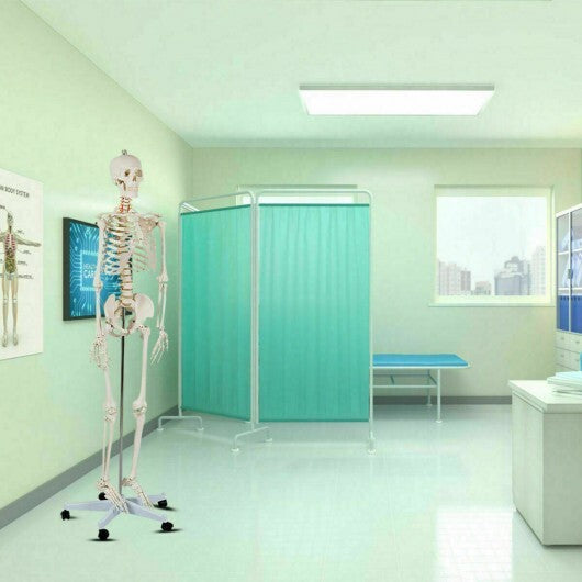 Life Size Human Skeleton Model for Anatomy Anatomical Skeleton with Nerves System