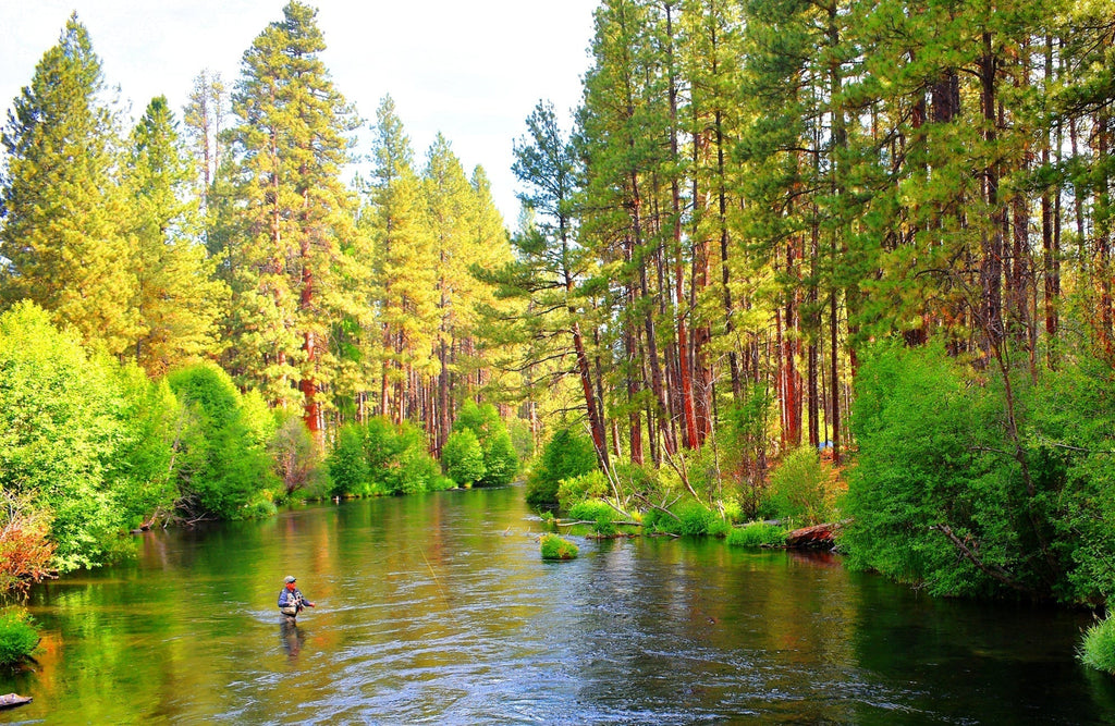 Tungsten Bead Soft Hackle Pheasant Tail Tactical Jig Czech Nymph Euro Nymphing Fly - 6 Flies Size 14