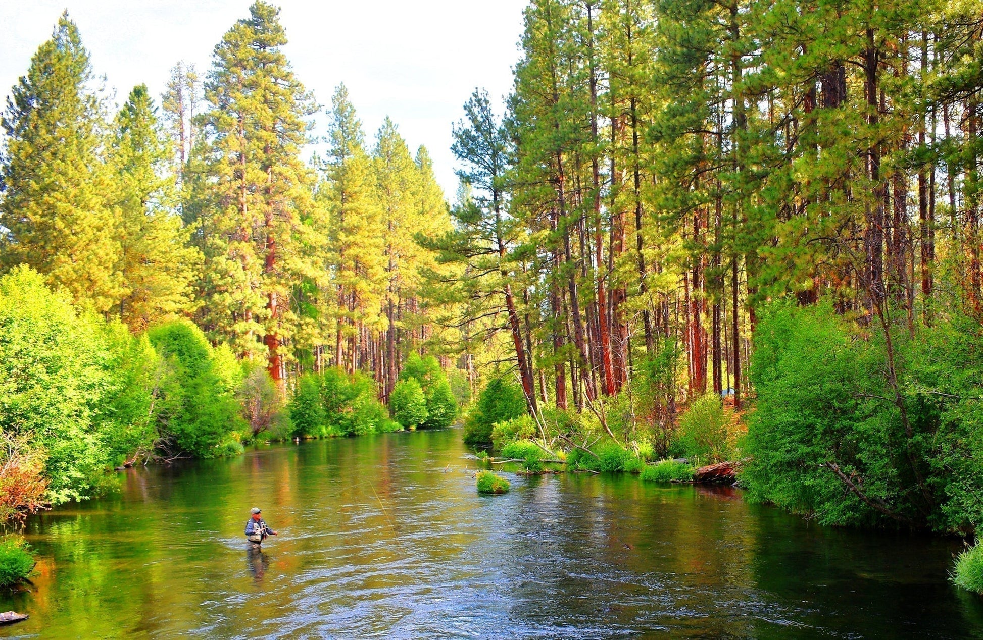 Tungsten Bead Pheasant Tail Tactical Jig Czech Nymph Euro Nymphing Fly - 1 Dozen Flies Size 16