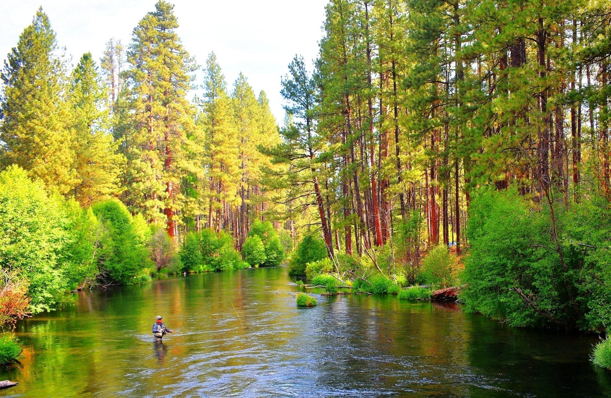 Tungsten Bead Soft Hackle Pheasant Tail Tactical Jig Czech Nymph Euro Nymphing Fly - 6 Flies Size 12