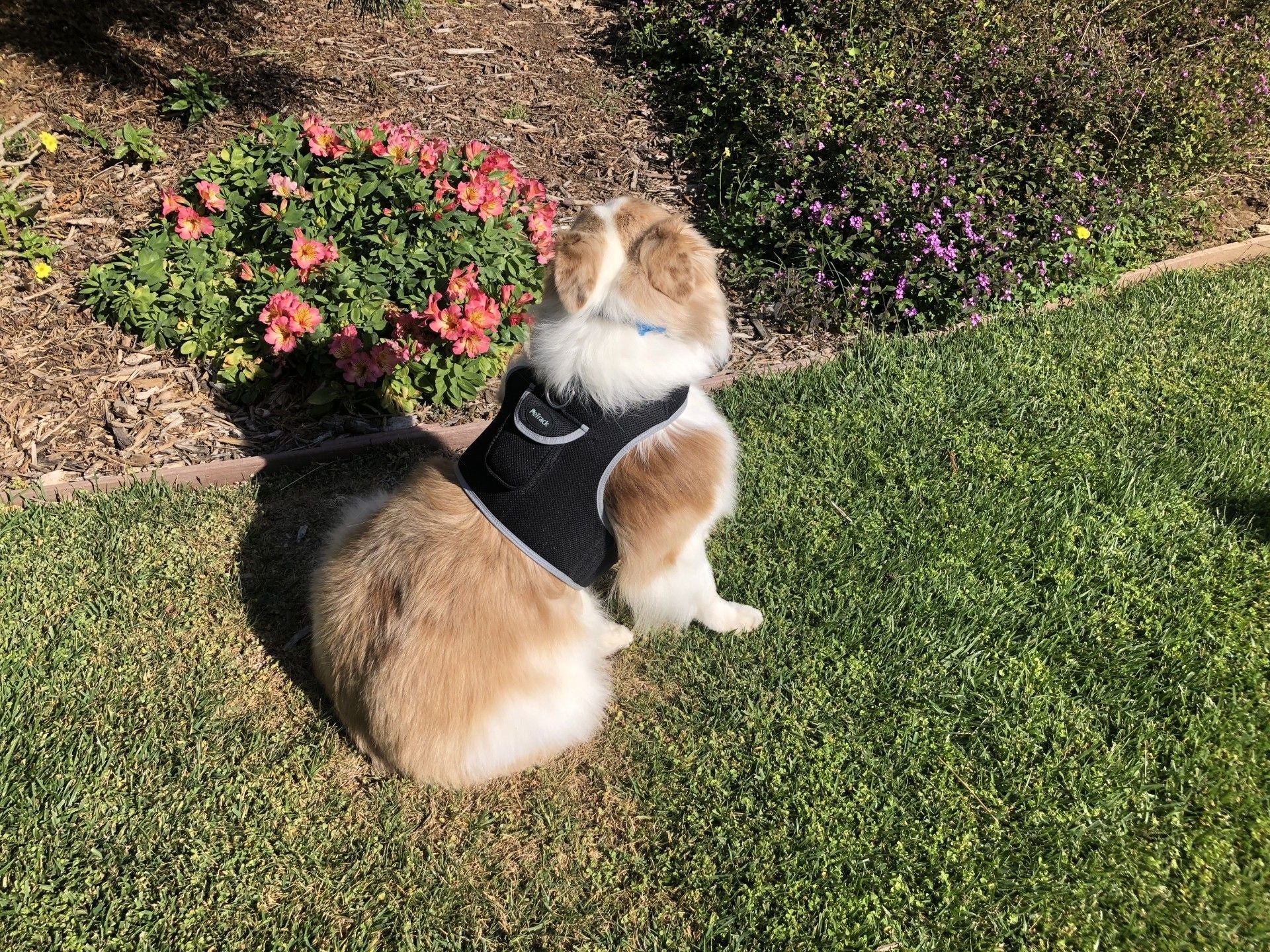 Pet Realtime Surveillance w/ Pet Tracker GPS Tracking Chip for Dogs + App Size:M