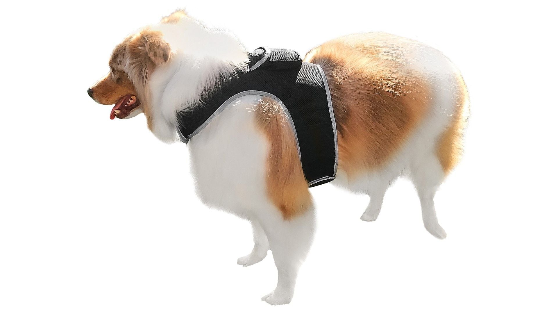 Pet Realtime Surveillance w/ Pet Tracker GPS Tracking Chip for Dogs + App Size:M