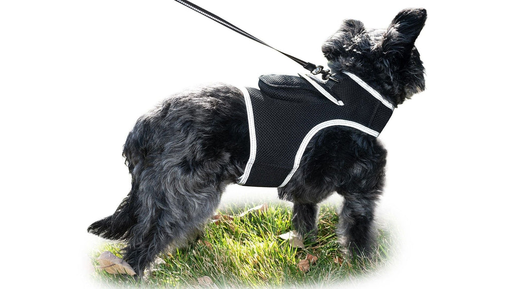 Pet Realtime Surveillance w/ Pet Tracker GPS Tracking Chip for Dogs + App Size:M