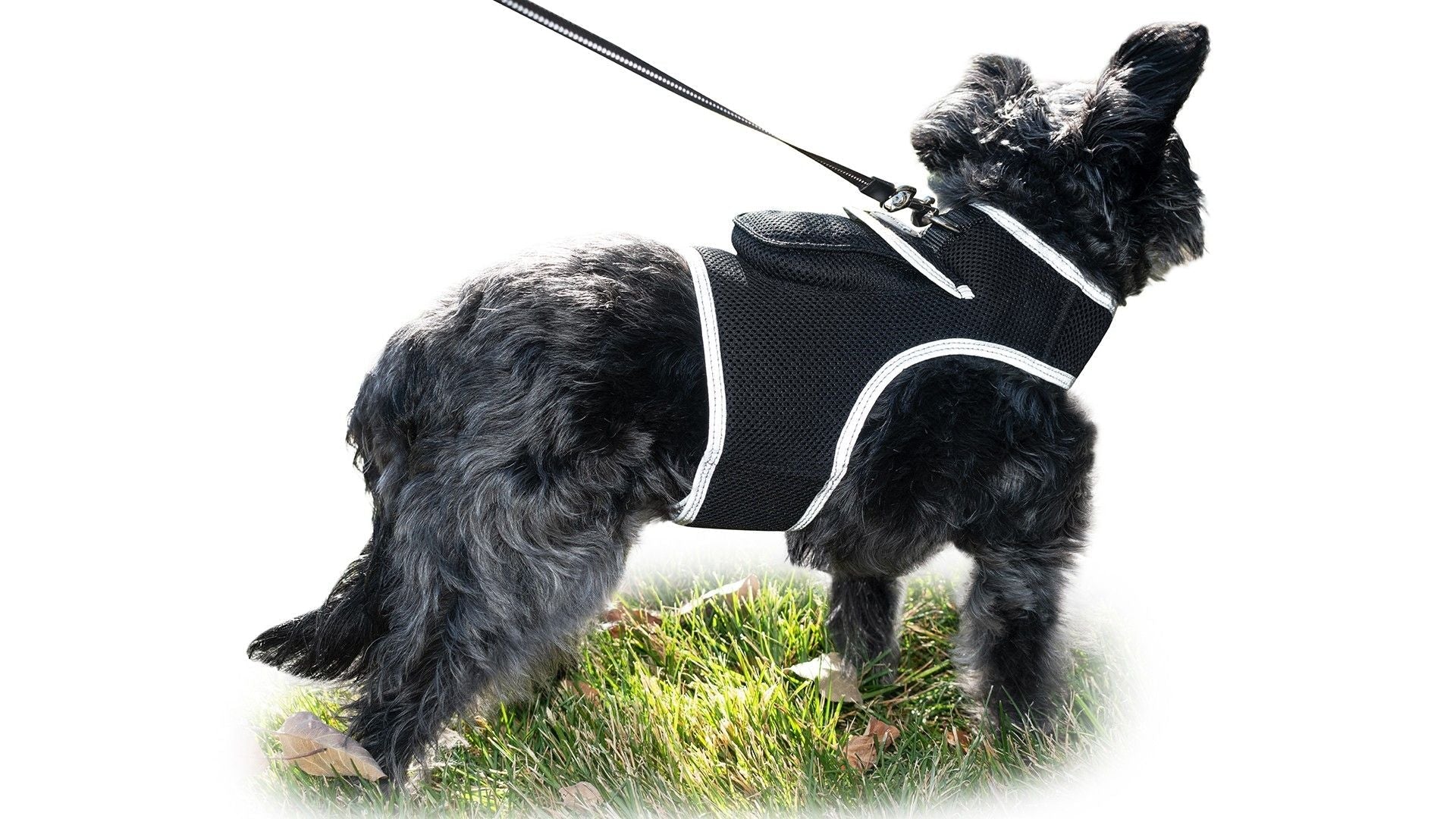 Pet Realtime Surveillance w/ Pet Tracker GPS Tracking Chip for Dogs + App Size:M