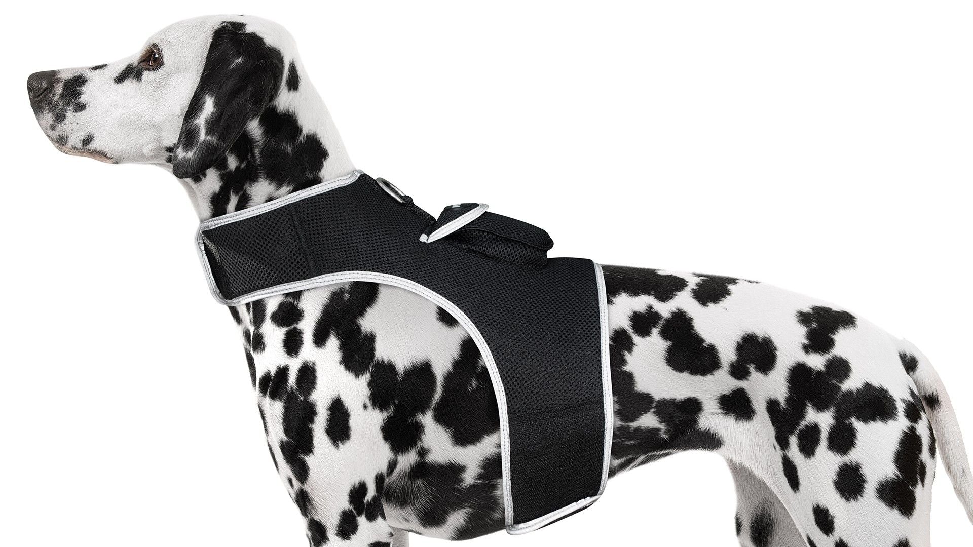 Pet Realtime Surveillance w/ Pet Tracker GPS Tracking Chip for Dogs + App Size:M