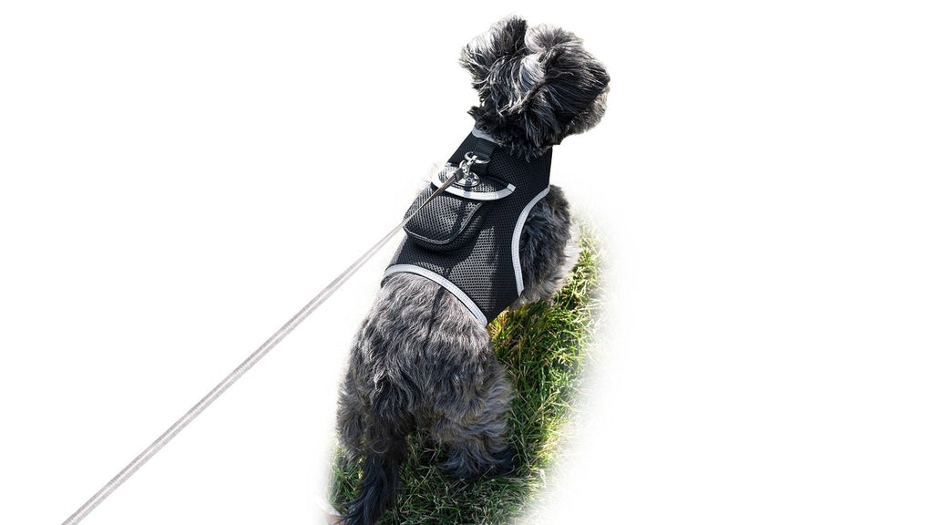GSM GPS Animal Tracker Collar Attached Rechargeable Realtime Surveillance Gadget Size:XXL