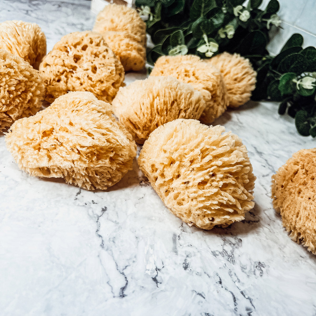 Dead Sea Natural Bath Sponge 3-4 Inch Exfoliating Cleansing Soft Skin