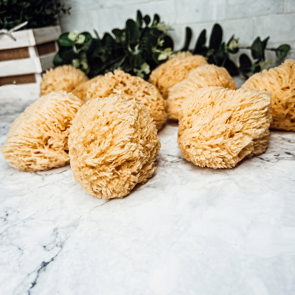 Dead Sea Natural Bath Sponge 3-4 Inch Exfoliating Cleansing Soft Skin