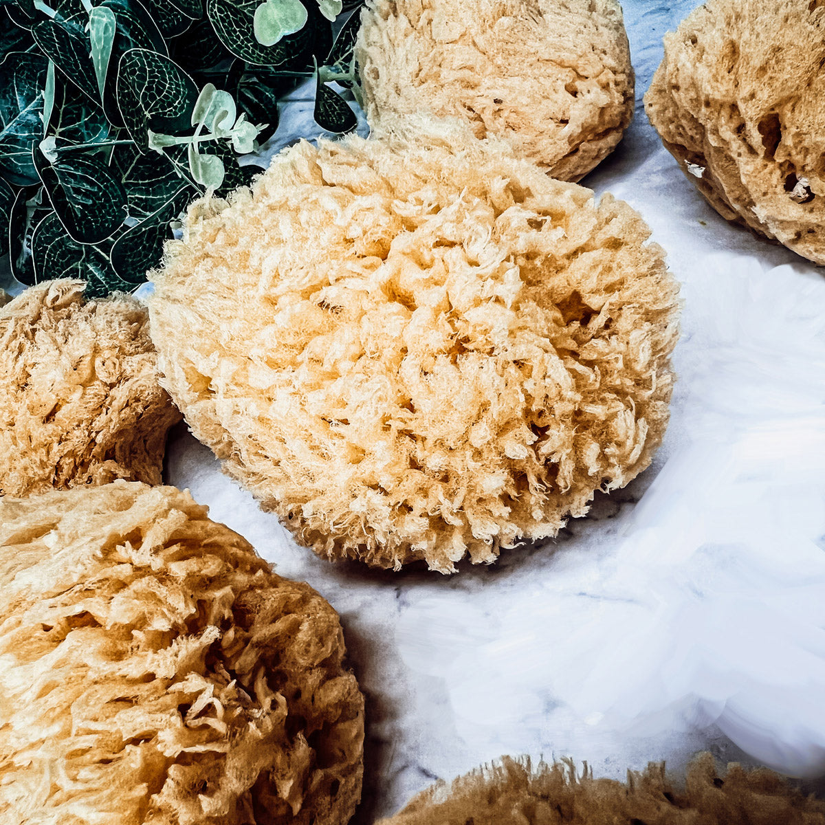 Dead Sea Natural Bath Sponge 3-4 Inch Exfoliating Cleansing Soft Skin