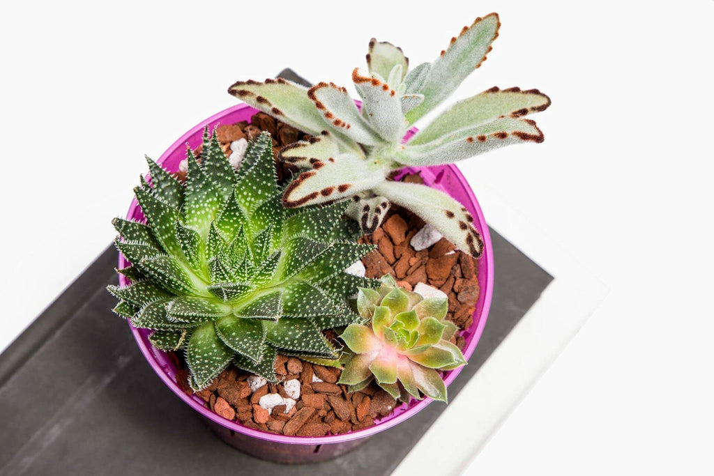 rePotme Cactus Succulent Soil Mix 2 Qt Mini Bag USA Hand Blended Potting Soil