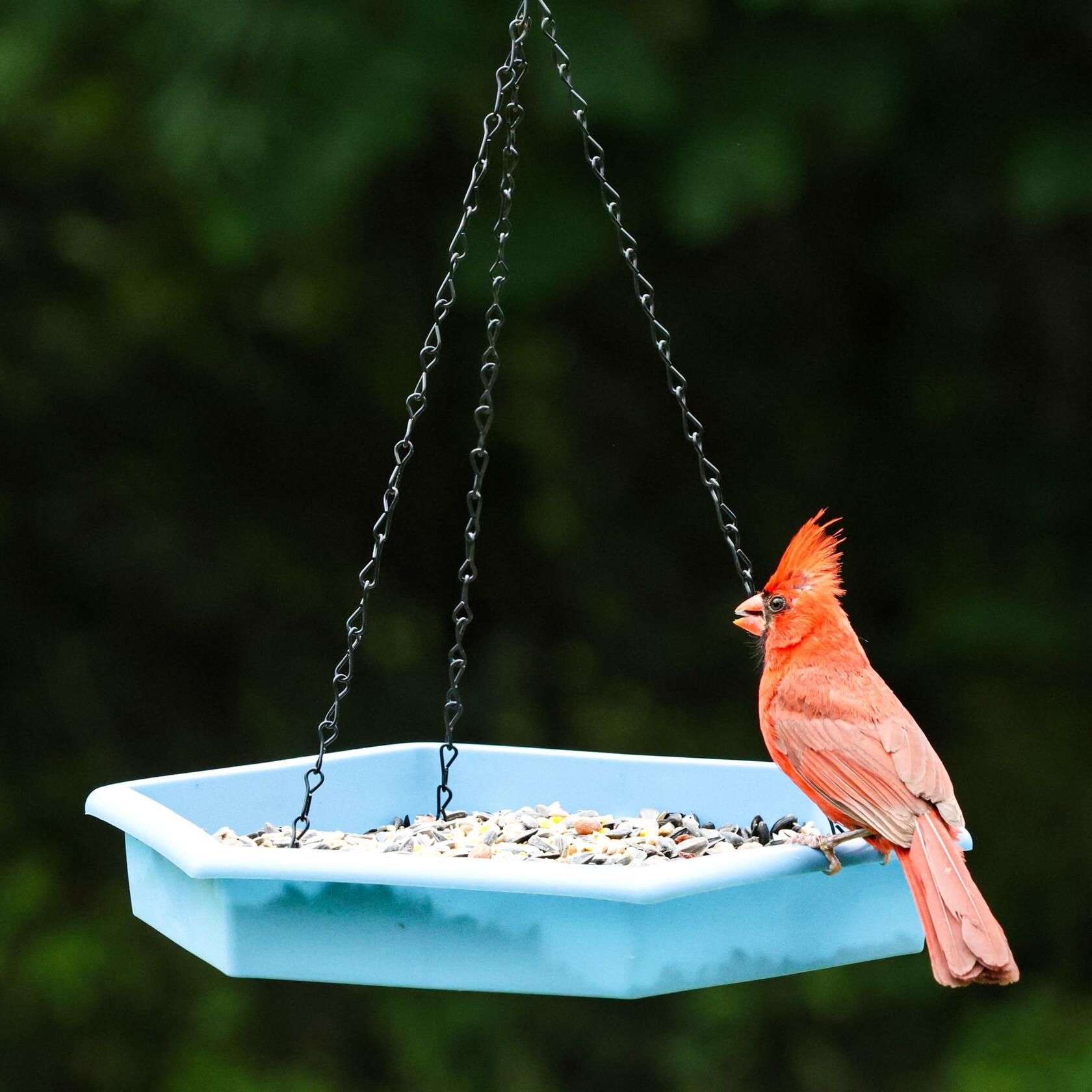Natures Way RPFT4 EcoCycle Combo Cafe 2in1 Bird Feeder&Bird Bath  Blue  Case of4