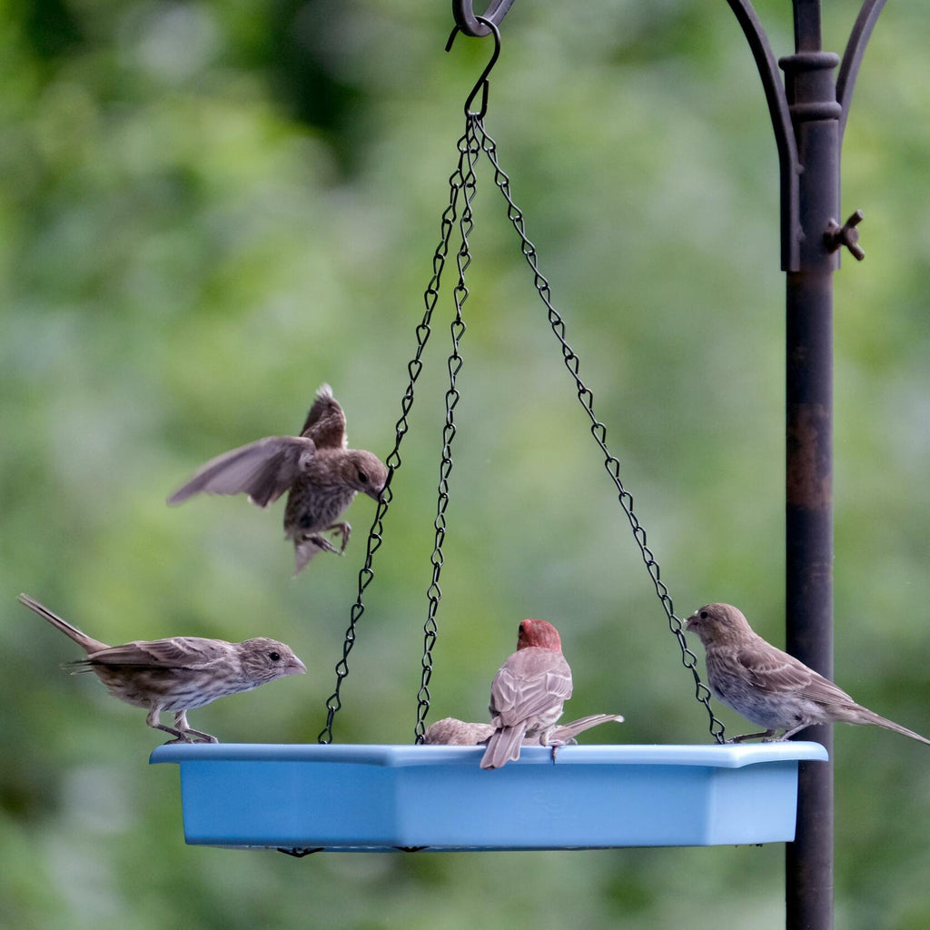 Natures Way RPFT4 EcoCycle Combo Cafe 2in1 Bird Feeder&Bird Bath  Blue  Case of4