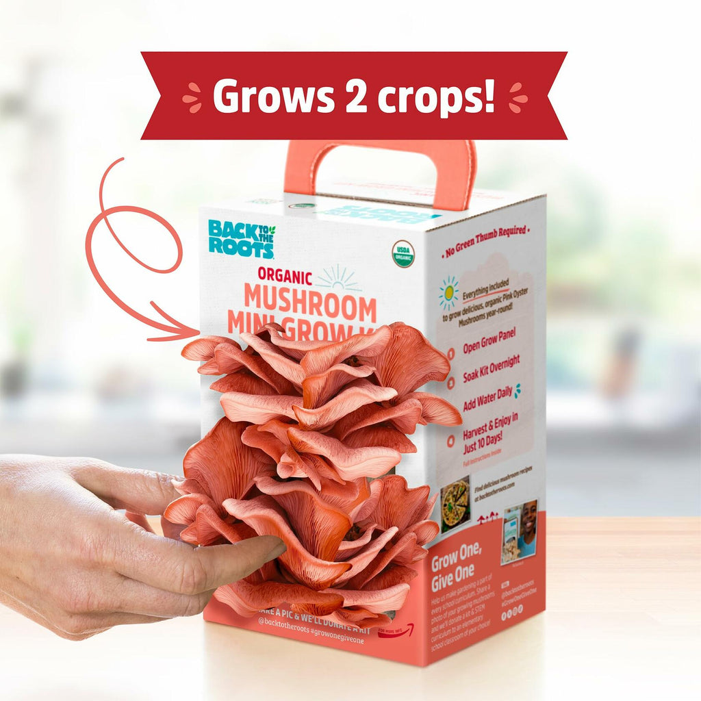 Back to the Roots Organic Pink Miniature Mushroom Grow Kit Harvest 10 Days