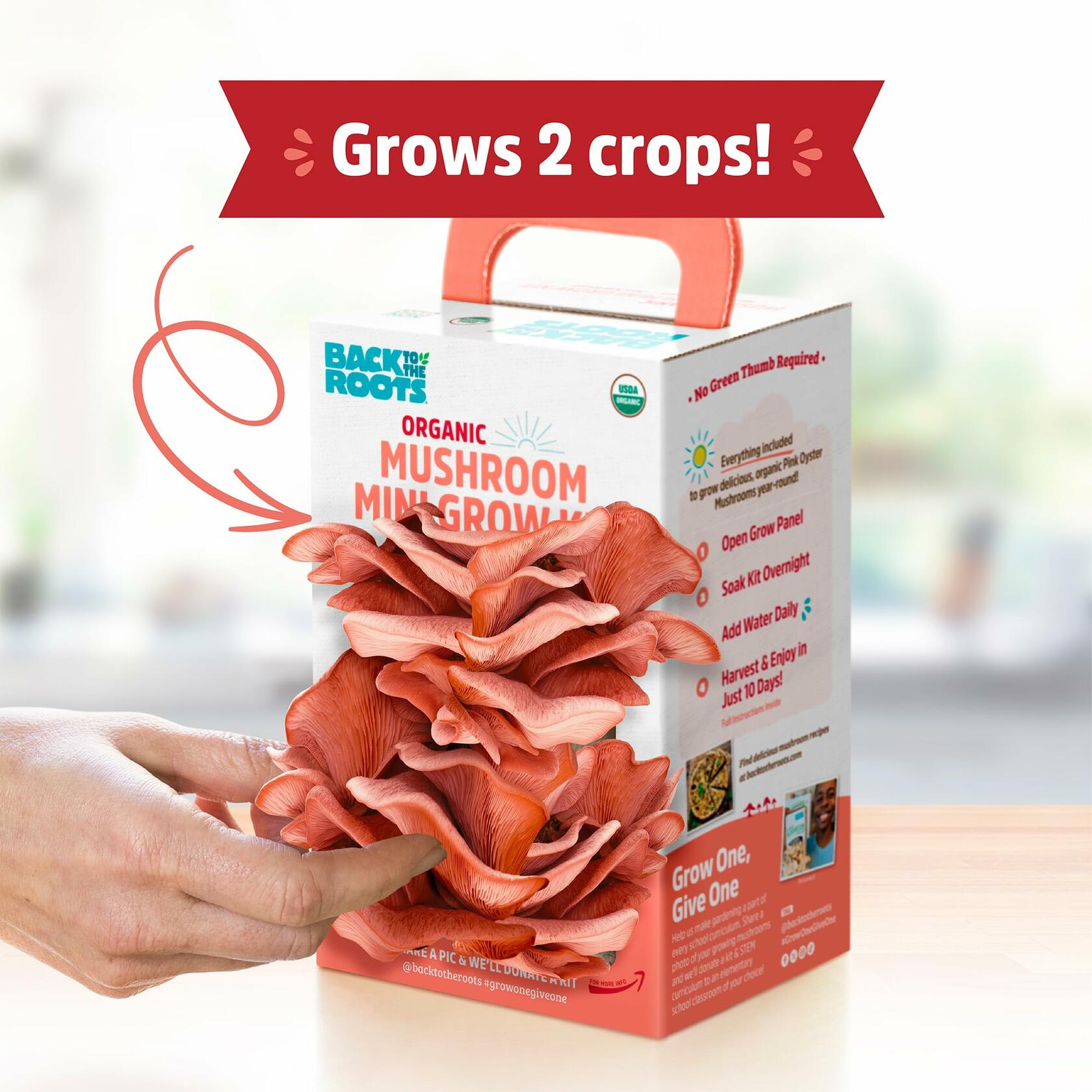 Back to the Roots Organic Pink Miniature Mushroom Grow Kit Harvest 10 Days