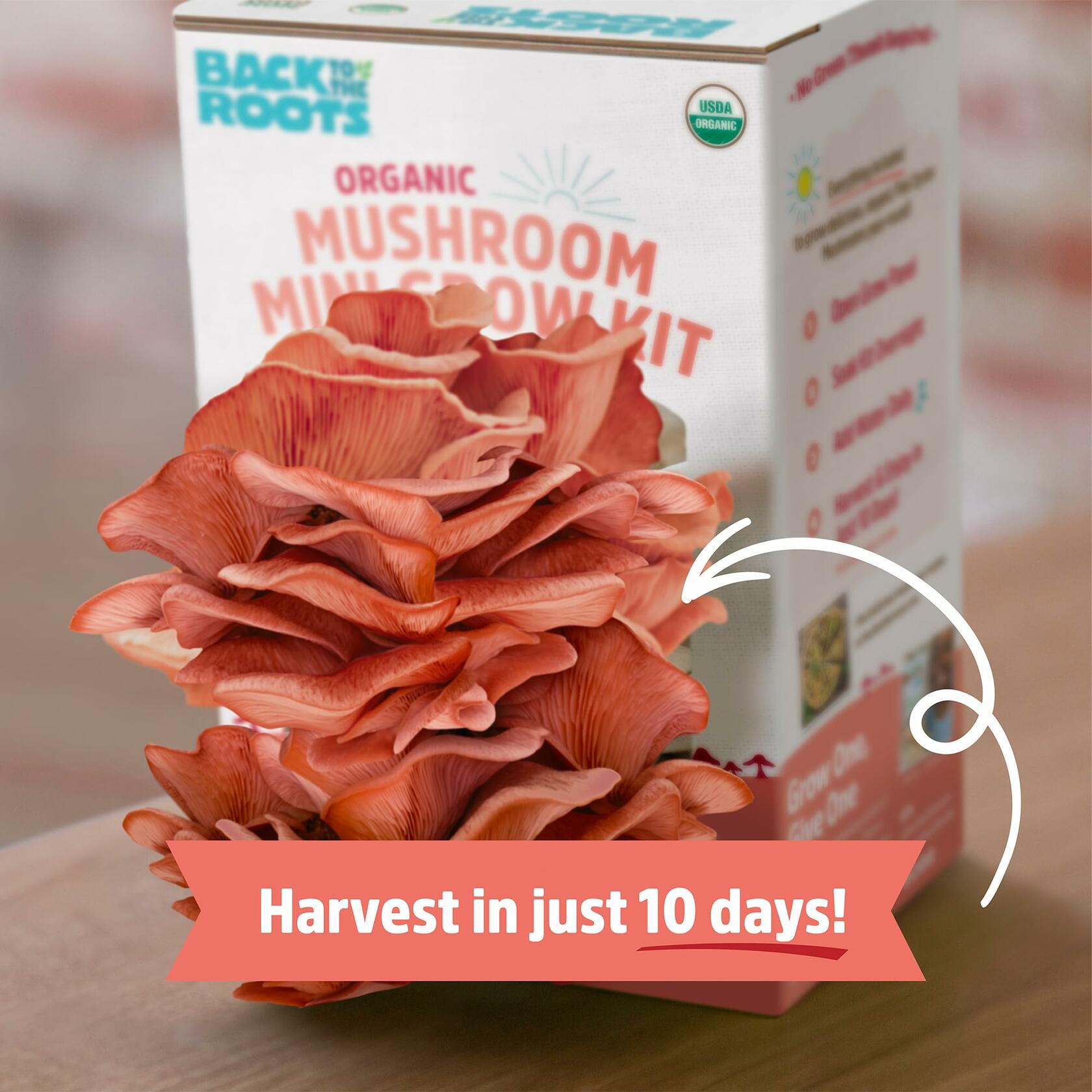 Back to the Roots Organic Pink Miniature Mushroom Grow Kit Harvest 10 Days