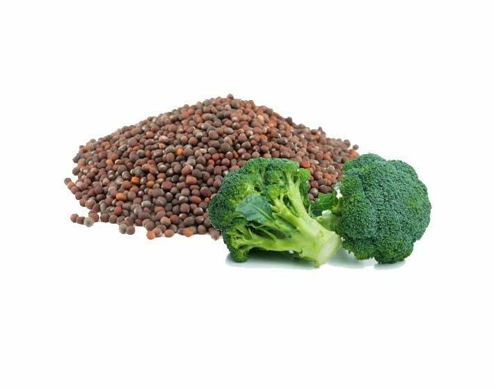 OPO Broccoli Seed Oil 8oz Pure Natural Cold Pressed Unscented Hydrating