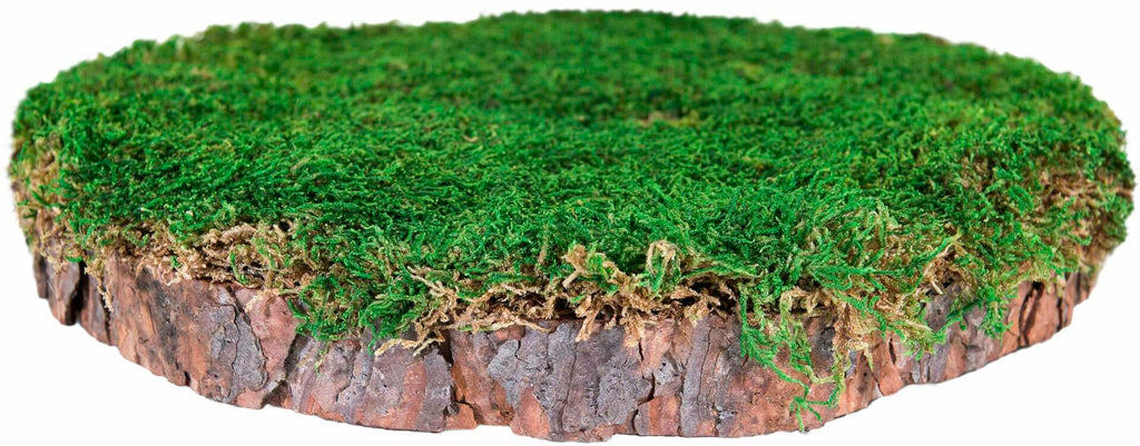 SuperMoss 23339 Mossy Tree Stump Indoor Outdoor Decor Natural Pine 10" Dia
