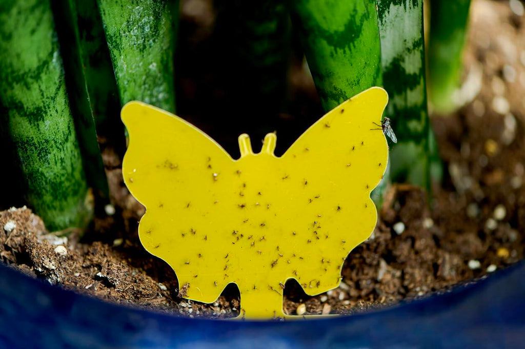 60Pcs Fungus Gnat Sticky Traps with Ties for Indoor Plants - Yellow